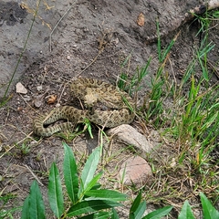 Crotalus viridis