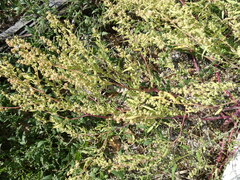 Chenopodium berlandieri