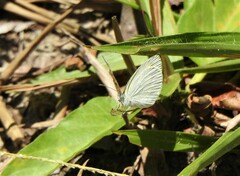 Eurema elathea