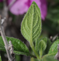 Ruellia hirsutoglandulosa