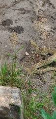 Crotalus viridis