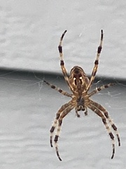 Araneus diadematus
