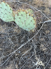 Opuntia gilvescens