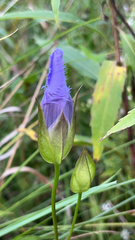Gentianopsis