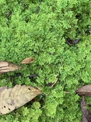 Trichocolea tomentella