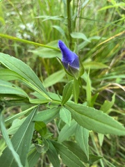 Gentianopsis