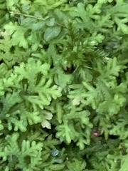 Trichocolea tomentella