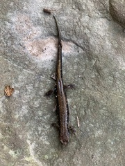 Desmognathus ochrophaeus