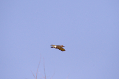 Colaptes auratus luteus