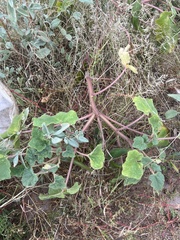 Proboscidea parviflora