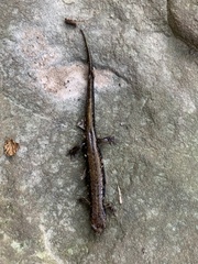Desmognathus ochrophaeus