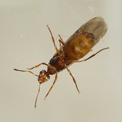 Prenolepis imparis