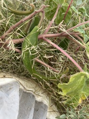 Proboscidea parviflora