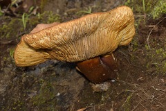 Tricholomopsis rutilans image