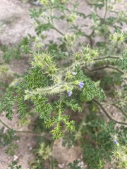 Leptostemonum
