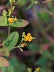 Hypericum mutilum