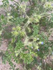 Leptostemonum
