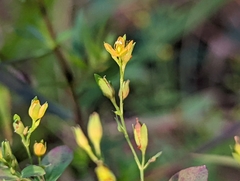 Hypericum mutilum