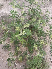 Leptostemonum
