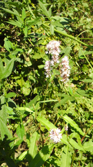 Persicaria bicornis