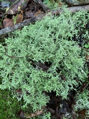 Cladonia furcata