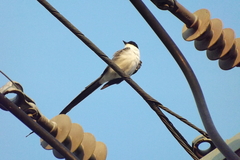 Tyrannus savana