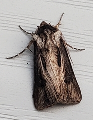 Agrotis venerabilis
