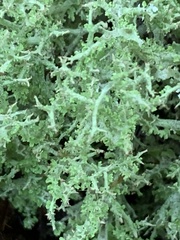 Cladonia furcata
