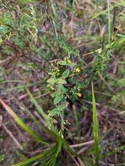 Hypericum mutilum