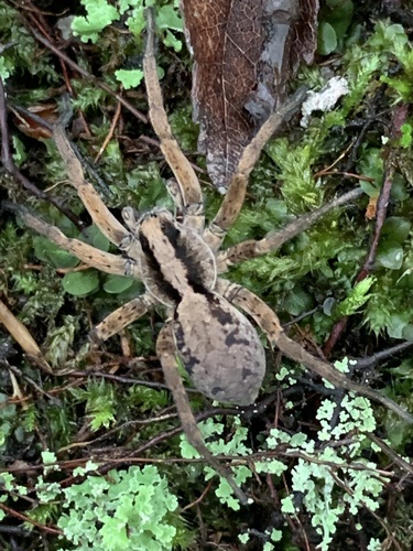 Drumming Sword Wolf Spider
