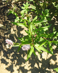Persicaria bicornis