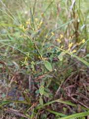 Hypericum mutilum