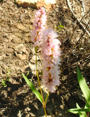 Persicaria bicornis