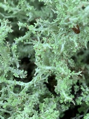 Cladonia furcata