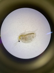 Daphniidae