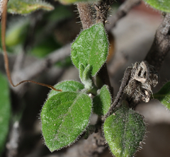 Ruellia hirsutoglandulosa