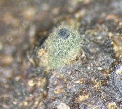 Delitschia chodocola