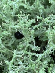 Cladonia furcata