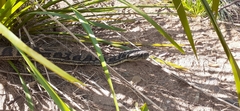 Morelia spilota