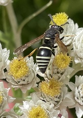 Euodynerus foraminatus