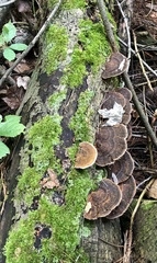 Daedaleopsis confragosa