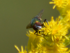Calliphoridae