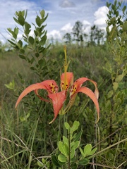 Lilium catesbaei