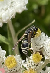 Euodynerus foraminatus