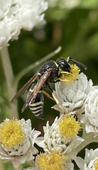 Euodynerus foraminatus