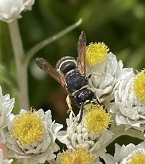 Euodynerus foraminatus