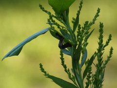 Plusiodonta compressipalpis