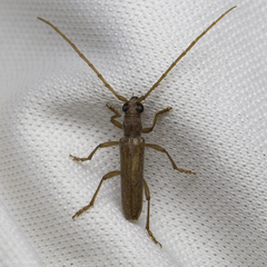 Aneflomorpha lineare