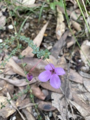 Tetratheca thymifolia