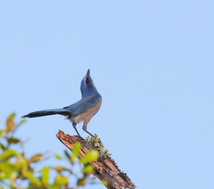 Aphelocoma coerulescens